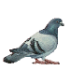 Pigeon